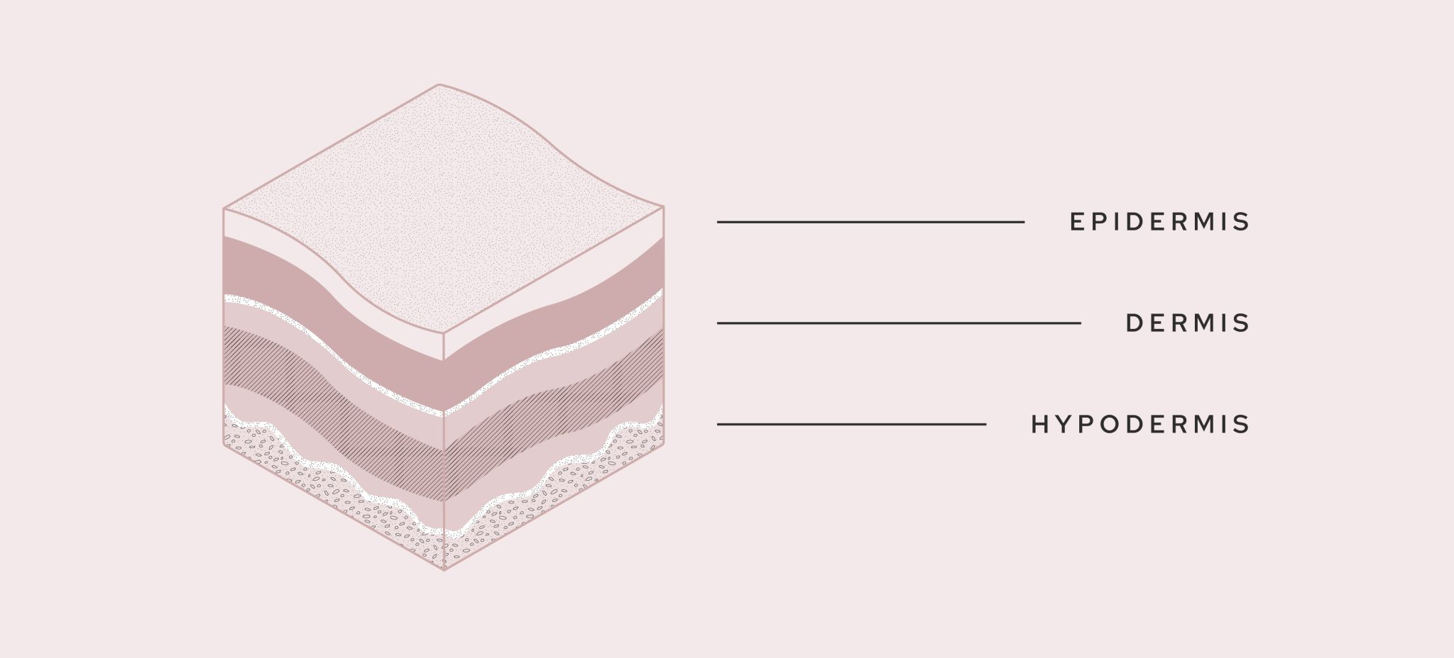 What is skin made of? Ingrid Raphael