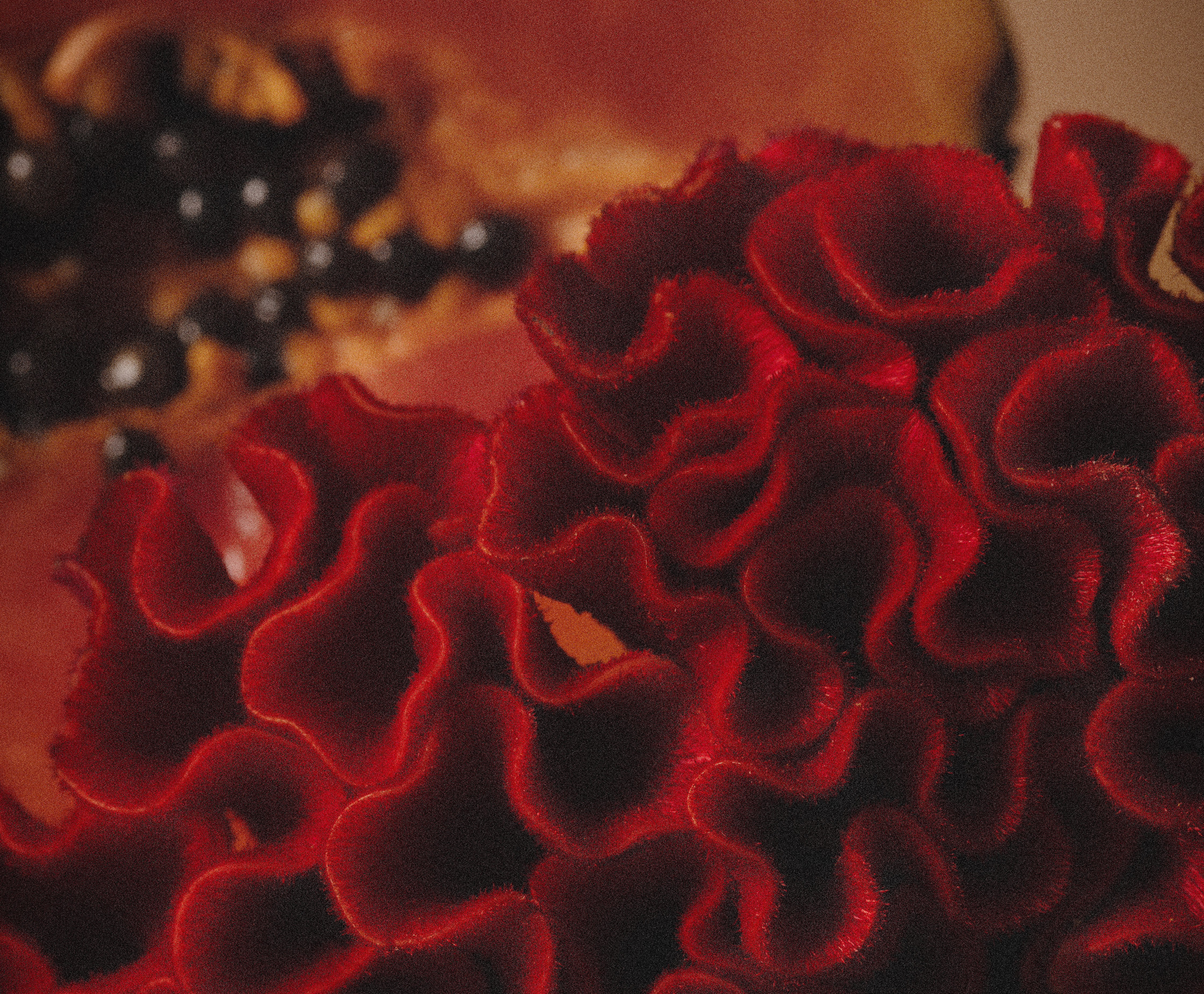 Close up of papaya and celosia argentea var. cristata