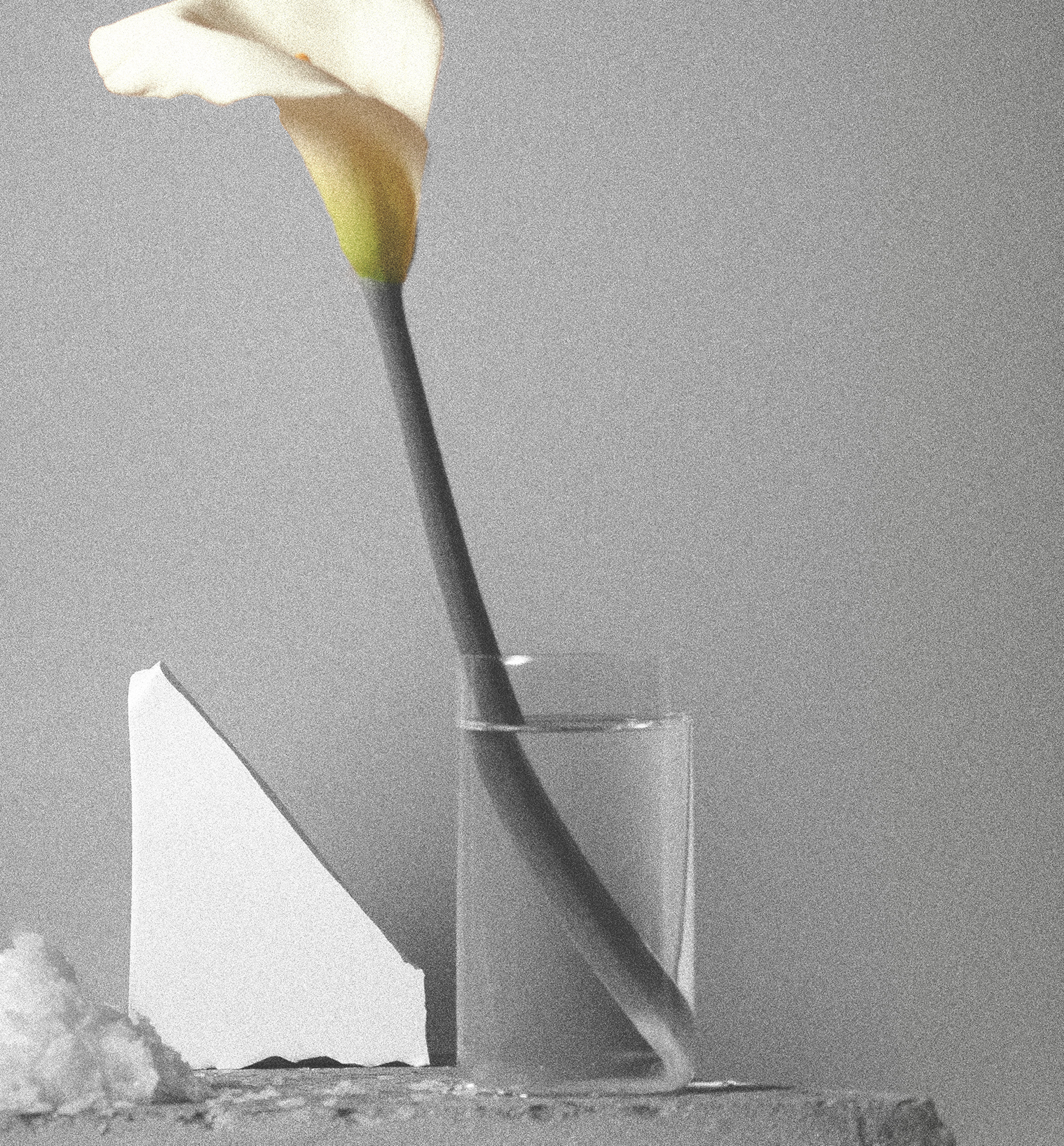Single flower in vase